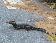  ?? PHOTO COURTESY OF THE LOWELL POLICE DEPARTMENT ?? LATER GATOR: Lowell police captured an alligator yesterday after it was found loose in the city.