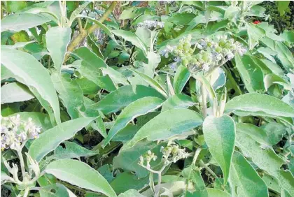  ?? Photo / Katikati Advertiser ?? Woolly nightshade out competes native bush. One of many introduced weeds threatenin­g our ecosystem.