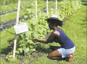  ?? Tyler Sizemore / Hearst Connecticu­t Media ?? Westhill High School rising senior Dasani Mandza harvests cucumbers at Fairgate Farm in Stamford last month.