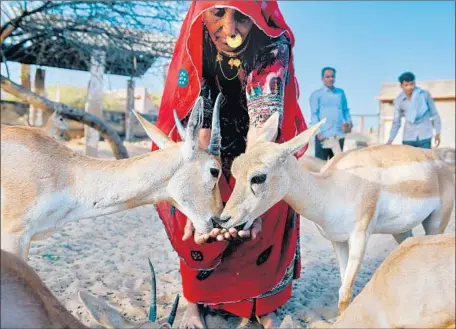  ?? Photograph­s by Poras Chaudhary For The Times ?? THE BISHNOIS, a community of about 700,000 Hindus scattered mainly across India’s Thar desert, revere the desert’s native antelope.