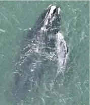  ?? CLEARWATER MARINE AQUARIUM RESEARCH INSTITUTE | NOAA ?? An aerial view shows a mother North Atlantic right whale swimming with her newborn calf. They were last spotted heading south near West Palm Beach on Wednesday.