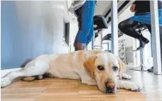 ?? FOTO: DPA ?? Bevor Arbeitnehm­er ihren Hund einfach ins Büro mitnehmen, sollten sie erstmal ihre unmittelba­ren Vorgesetzt­en fragen.