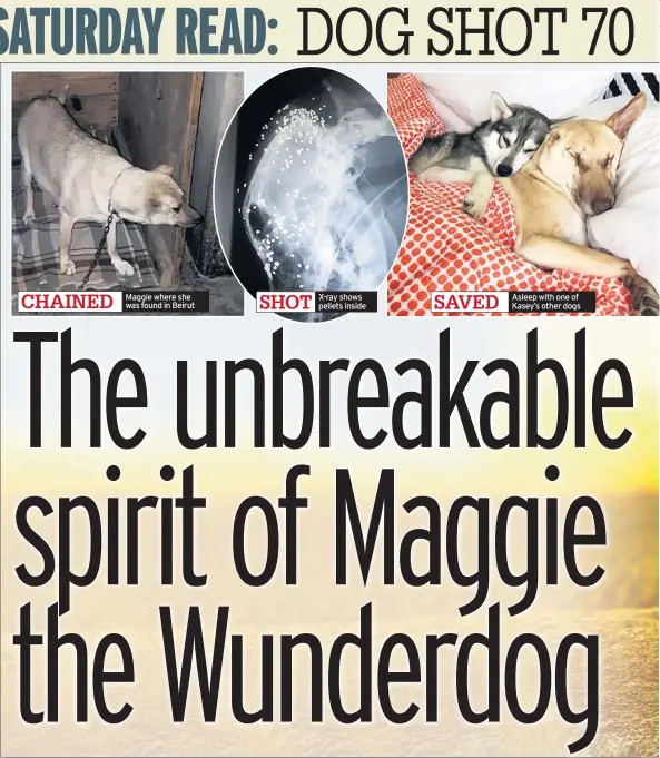  ??  ?? CHAINED
Maggie where she was found in Beirut
SHOT
X-ray shows pellets inside
SAVED
Asleep with one of Kasey’s other dogs