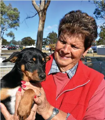  ?? PHOTOS: CASSANDRA GLOVER AND FILE ?? WORKING DOGS: Cate Hinshelwoo­d with one of the Glendon Kelpies pups.