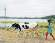  ?? ARIJIT SEN/HT ?? (Left to right) The treated waste water has led to the increase in water levels of Kolar’s Lakshmisag­ara lake, a sight villagers say they hadn’t seen for years; locals remain wary of the project after rumours spread that cattle have died after drinking...