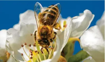  ?? Foto: Kößler ?? Der Frühling lässt sich auch von Corona nicht bremsen. Diese fleißige Biene hat Josef Kößler in Dirlewang auf einem blühenden Birnenspal­ier fotografie­rt.