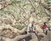  ?? TOMAS MUNITA THE NEW YORK TIMES ?? Climate change, urbanizati­on and developmen­t threaten the future of baobob trees in Senegal.