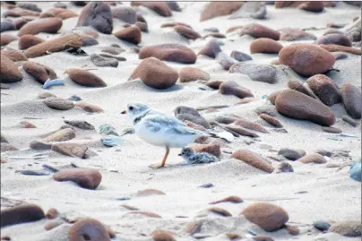  ?? $1 1)050 ?? Piping plovers are shown in this undated handout image provided by Parks Canada. A pair of endangered piping plovers whose eggs were threatened by the tide at a P.E.I. beach had an unlikely saviour – a pizza pan.