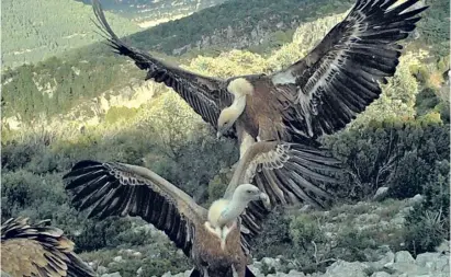  ?? Photos: GVA ?? Griffon vultures are sociable birds