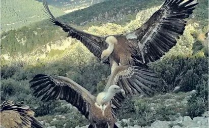 Griffon grandeur – Valencia vultures take off - PressReader