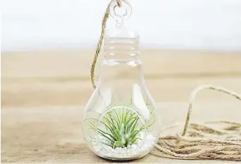  ?? Picture: AIR-PLANTS.COM ?? Air plant bulb.