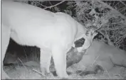  ?? Institute for Wildlife Studies ?? MOUNTAIN LION M166 stands over his most recent victim, a young horse — easier prey than a deer.