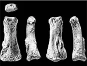  ?? IAN CARTWRIGHT/MICHAEL PETRAGLIA ?? Different views are shown of a Homo sapiens fossil finger bone from the Al Wusta archaeolog­ical site in Saudi Arabia.