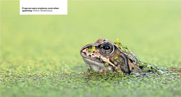  ?? Picture: Shuttersto­ck. ?? Frogs are wary creatures, even when spawning.