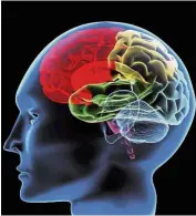  ??  ?? The human brain, as illustrate­d in this filepic, needs sufficient oxygen and nutrients, supplied through blood, in order to work.