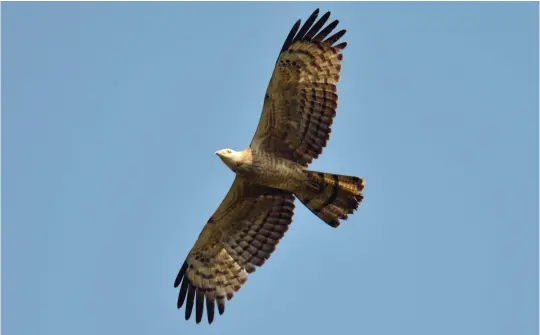  ?? ?? ELEVEN: Adult Crested Honey Buzzard (Kerala, India, 10 March 2010). This bird looks like a European Honey Buzzard in both its structure and plumage, although the wings are perhaps a little broader, the secondarie­s bulge a little more and there are six (not five) ‘fingers’ making up the wing-tip, all these features contributi­ng to a subtly more powerful, eagle-like impression. The most obvious feature, however, is the lack of any dark ‘wrist patch’ on the underwing. Adding to potential confusion, hybrids between this species and European Honey Buzzard have also been recorded in the Western Palearctic.