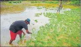  ??  ?? Farmers plant paddy in a field at Akole village in Mulshi Taluka, Pune.