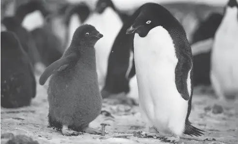  ?? ANDY ISAACSON / THE NEW YORK TIMES ?? Unusually extensive sea ice late in the summer spelled disaster for Adelie penguin chicks in Antarctica, scientists say.