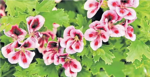  ??  ?? ● Pelargoniu­ms have many plus points: they’re fragrant, resilient whatever the weather, and brimming with bright colours