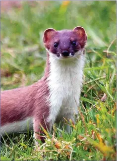  ??  ?? Stoats are known to be highly territoria­l, so it would be unusual for them to gather in a group and tolerate each other’s presence.