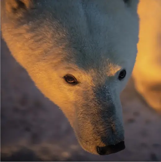  ??  ?? Dependent on ice-covered seas, the polar bear is the prime symbol of global warming’s impact on animals. Bears in the Western Hudson are especially vulnerable, because they must go without food for months after the spring melt. If sea ice continues to shrink, scientists say, fewer polar bear cubs will
be born, fewer will survive and the species will suffer.
A FUTURE IN QUESTION