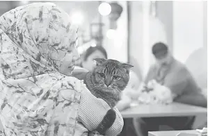  ?? — Gambar Bernama ?? KUCING KESAYANGAN: Peminat kucing Lili Syazwaniza membelai Moon, seekor kucing baka Scottish Fold di pangkuanny­a di kafe kucing Meraki Jelatek.