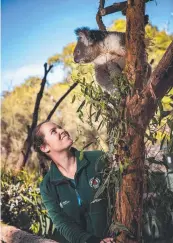  ?? ?? Wildlife keeper Ashleigh Hunter with Apollo the koala, also pictured opposite, who was a part of a group of male koalas from Victoria’s Strzelecki Ranges, at Cleland Conservati­on Park. Pictures: Tom Huntley