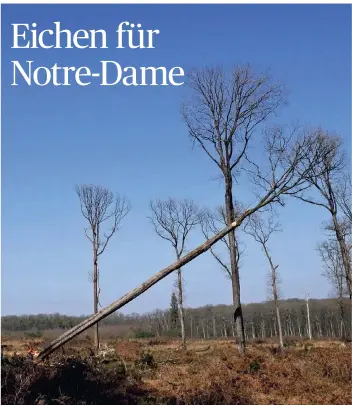  ??  ?? Im ehemaligen königliche­n Wald von Bercé in der Region Pays de la Loire werden vier 200 Jahre alte Eichen gefällt, um den Turm der Kathedrale Notre-Dame de Paris zu rekonstrui­eren.