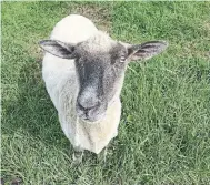  ?? JADA YUAN THE NEW YORK TIMES ?? A sheep in Rotorua, New Zealand.