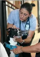  ?? Sebastian Foltz/Post-Gazette ?? Dr. Ariella Samson examines Linda Lagattuta’s dog, Runner, at the Hot Metal Bridge Faith Community Center on the South Side in August.