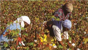  ??  ?? Cotton is at risk to pests especially the African bollworm which can cause losses of up to 100 percent