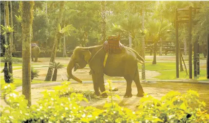  ??  ?? In true Bali style, one must visit and kiss an elephant. This may bring good luck!