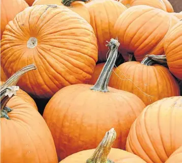  ?? GETTY ?? Producing a pumpkin requires about 90 days of warm, dry weather.