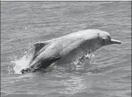  ?? PHOTOS BY ZHAO YI / FOR CHINA DAILY ?? Chinese white dolphins have existed for about 10 million years.