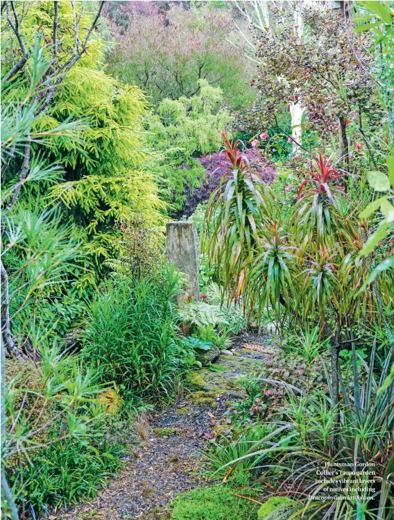  ??  ?? Plantsman Gordon Collier’s Taupo¯ garden includes vibrant layers of natives including Dracophyll­um latifolium.