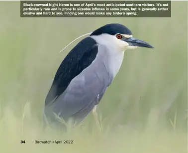  ?? ?? Black-crowned Night Heron is one of April’s most anticipate­d southern visitors. It’s not particular­ly rare and is prone to sizeable influxes in some years, but is generally rather elusive and hard to see. Finding one would make any birder’s spring.