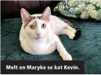  ?? ?? Melt en Maryke se kat Kevin.