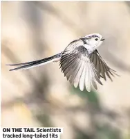  ??  ?? ON THE TAIL Scientists tracked long-tailed tits