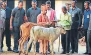  ?? HT PHOTO ?? Chief minister Aditya Nath Yogi feeding cows in the 'gaushala' on the premises of Gorakhnath temple.