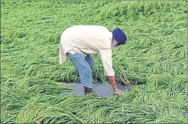  ?? HT PHOTO ?? ■ A farmer inspecting his flattened paddy crop in Tarn Taran on Sunday.