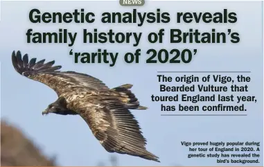  ??  ?? Vigo proved hugely popular during her tour of England in 2020. A genetic study has revealed the bird’s background.