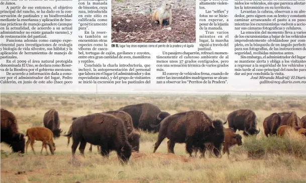  ??  ?? en el lugar hay otras especies como el perrito de la pradera y el águila