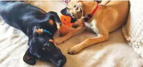  ?? Ahmad Sultan and Beth Marsland ?? Top: Two of the dogs rescued by Ahmad Sultan. Bottom: Sultan, a 15-yearold student, has been rescuing animals for four years. His main focus is on abandoned pets or stray animals that find it hard to survive on their own.