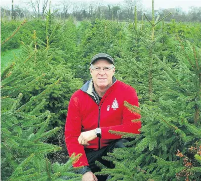  ?? Picture: Mark Watkins ?? Craig Tennock at Cotswold Fir Forestry in Shurdingto­n with his rentable Christmas Trees