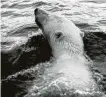  ?? Fred Baldwin ?? A polar bear swim within range of Baldwin’s camera in 1960 near the North Pole.