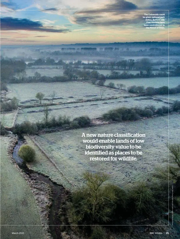  ??  ?? The Cotswolds could be given national park status. Bottom left: Pine martens have been reintroduc­ed to the Forest of Dean.