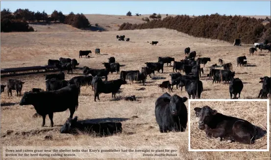  ?? Donnis Hueftle-Bullock ?? Cows and calves graze near the shelter belts that Kory’s grandfathe­r had the foresight to plant for protection for the herd during calving season.