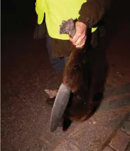  ?? FOTO: ODD-INGE RØNNING ULEBERG ?? Tom Aurebekk Udø fra viltnemnda med beveren i hånda. Den ble to år gammel og veide rundt 15 kilo.