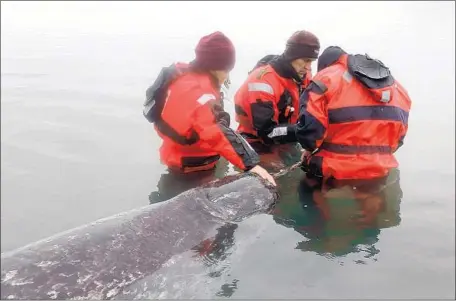  ?? Mads Peter Heide-Jorgensen ?? RESEARCHER­S take measuremen­ts of a narwhal, which a study has revealed will respond alarmingly when under duress from nets.