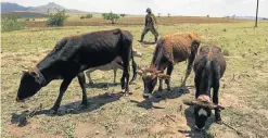  ??  ?? THIRSTY HERD: A man with his cattle and sheep in the Leribe area of Lesotho. While most of Lesotho’s water is sent to South Africa, the country has been ravaged by a continuing drought